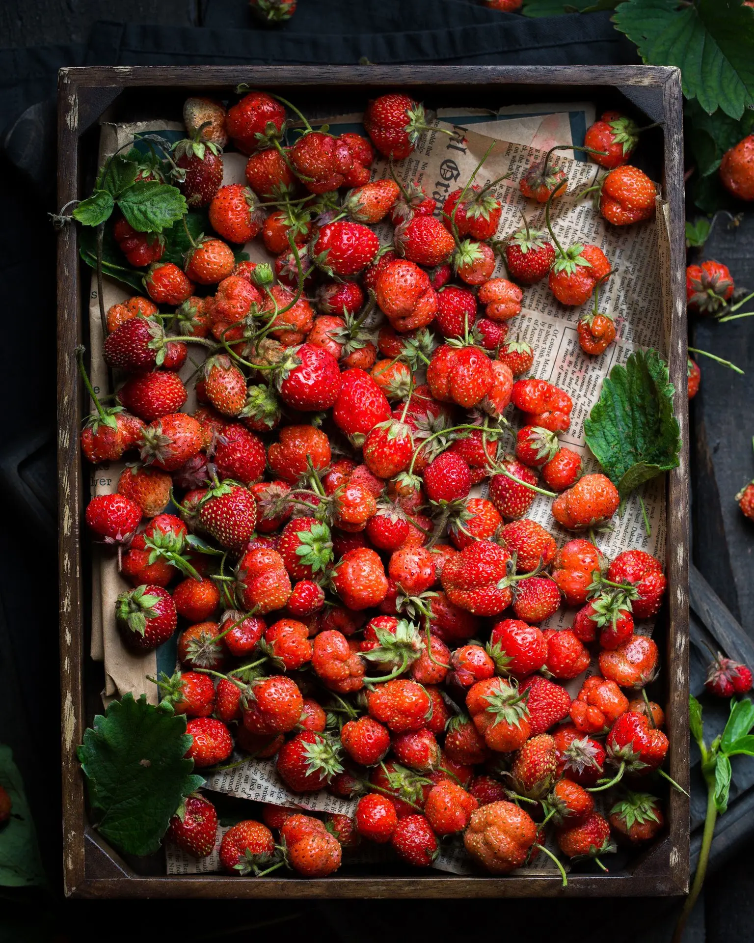Fresh Fragaria Strawberries from Adelaide strawberries